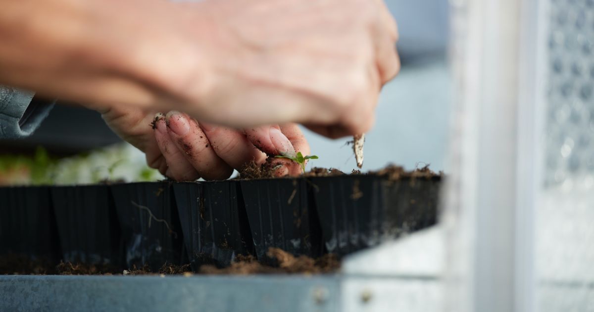  Как сделать мини парник для рассады своими руками: просто и быстро 