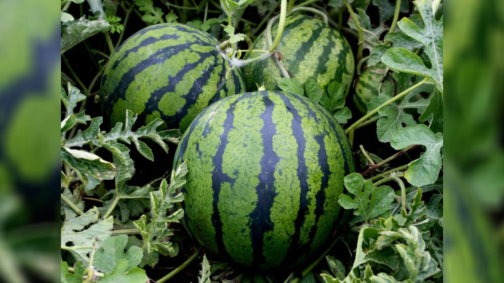 Как вырастить большие и сладкие арбузы — главная хитрость опытных дачников