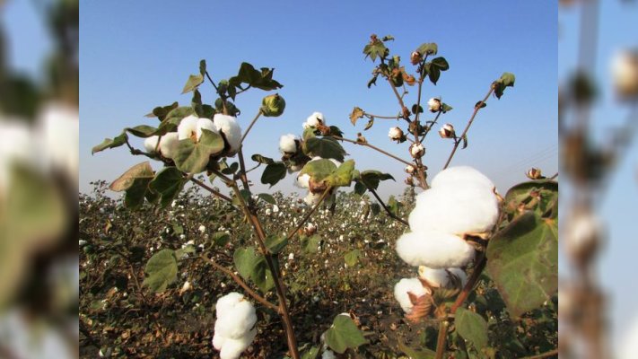 Turkmen farmers sow wheat in unharvested cotton fields to keep to official timetable
