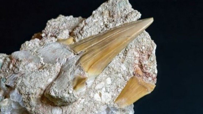 Особый зуб мегалодона возрастом 3,5 млн лет найден на дне океана