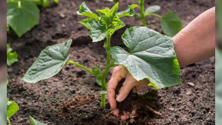 Что овощеводы закапывают на грядке: раскрыт секрет рекордных урожаев – вы должны это знать