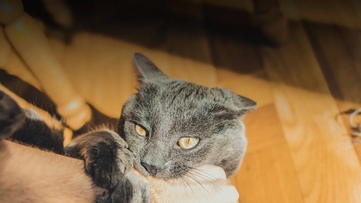 5 болезней, которыми можно заразиться от кошек и собак