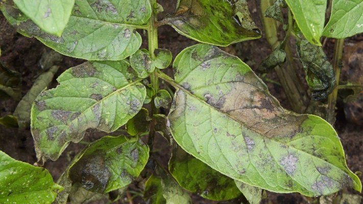 Как легко избавиться от фитофторы в огороде: эффективный способ без лишней химии