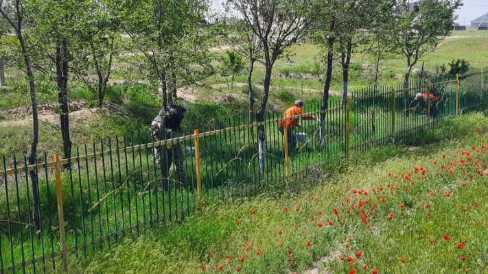 В ШАРДАРЕ ПРОХОДИТ НЕДЕЛЯ «ЖАСЫЛ АЙМАК»