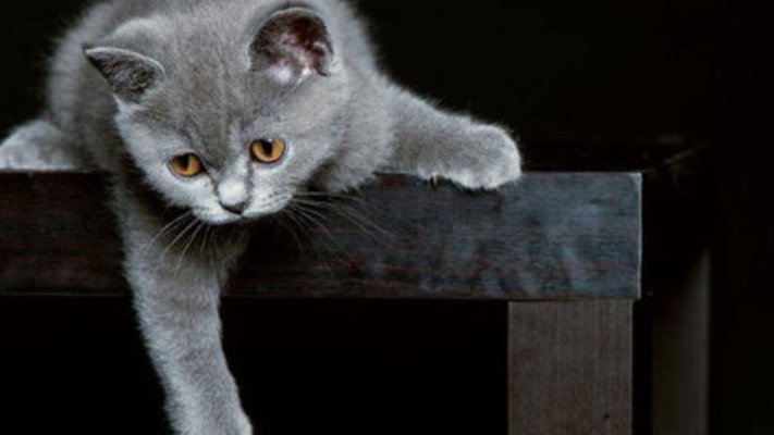 Как выбрать кошку под свой характер - ASN 