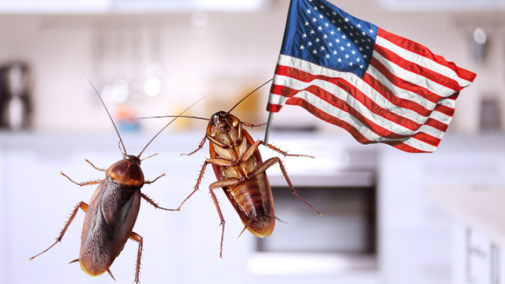  Огромный таракан прервал брифинг Госдепа США 