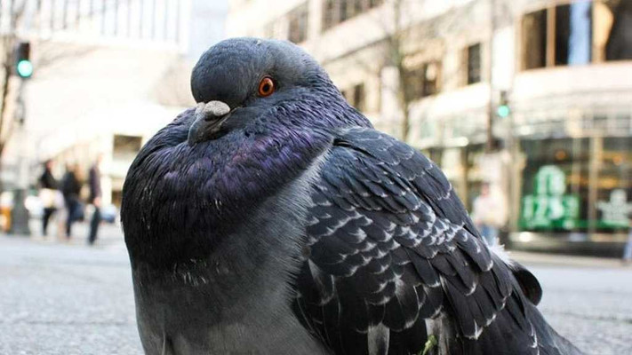 Анекдот дня: за сколько голубь долетит из Одессы до Киева