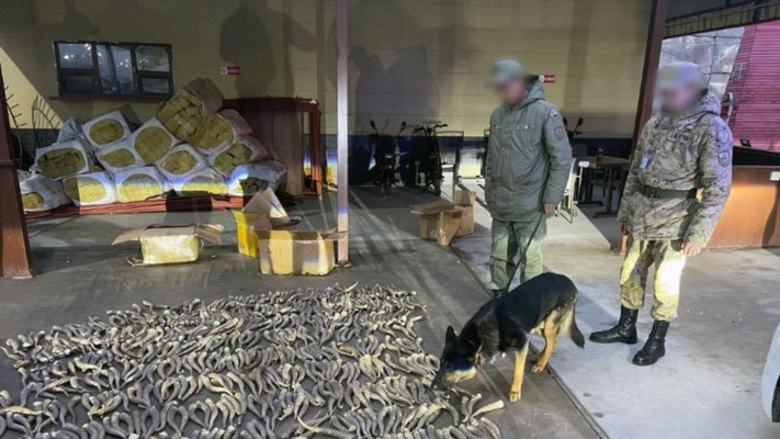 Погранслужба Казахстана: около тысячи рогов сайгака пытались вывезти в Китай