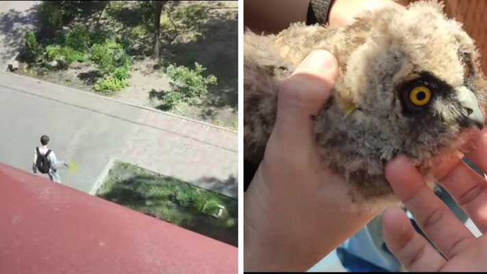 В Днепре дети спасают совенка, которое чуть не заклевали вороны во дворе школы