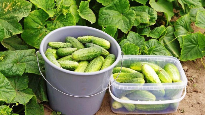 Урожай огурцов на огороде будет больше, вкуснее, сочнее: вот в чем секрет
