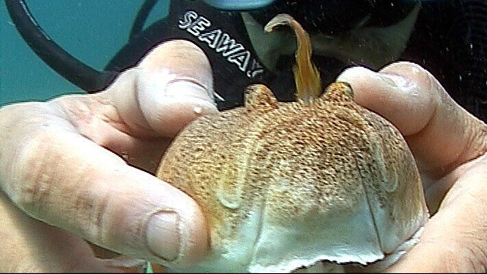 Самая ядовитая рыба Черного моря замечена у побережья Одессы