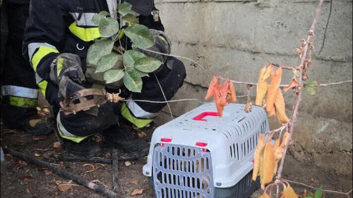 В Одессе спасли кота, который попал в капкан
