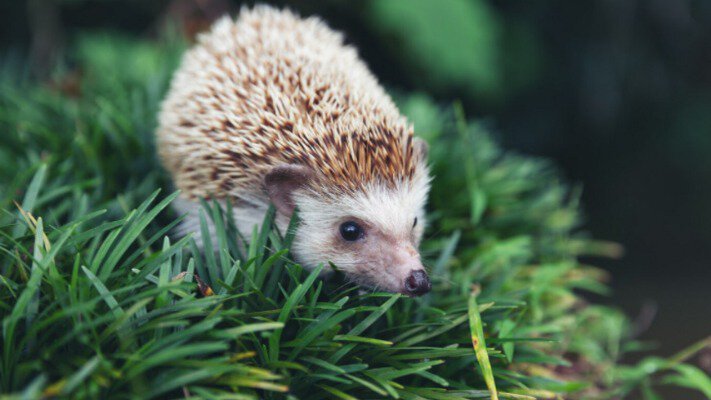 Не умиляйтесь: еж на вашем участке — сигнал опасности