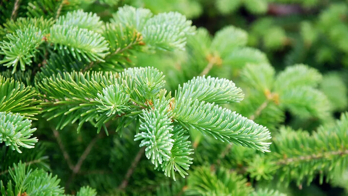 Борьба с опустыниванием: в Одесской области высадят новые леса