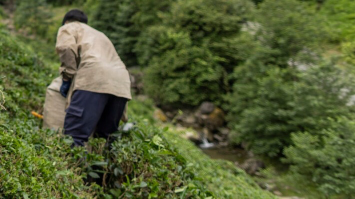 Южная Корея возобновила приём узбекистанских сезонных рабочих по визам E-8