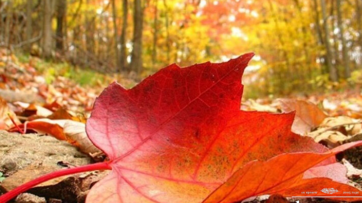 В выходные украинцев ожидает грустная погода