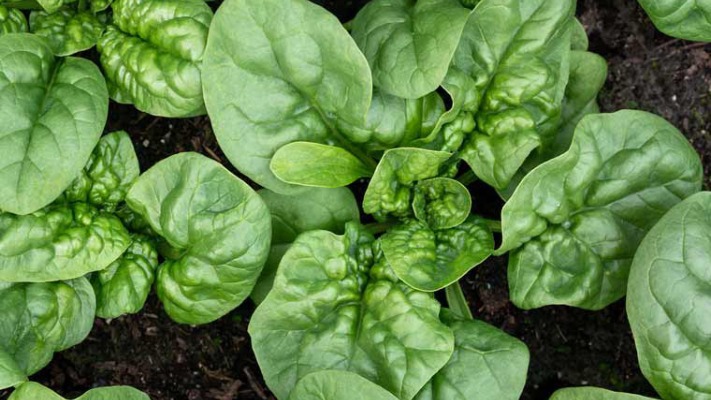 15 щелочных продуктов, которые помогают предотвратить ожирение, рак и болезни сердца