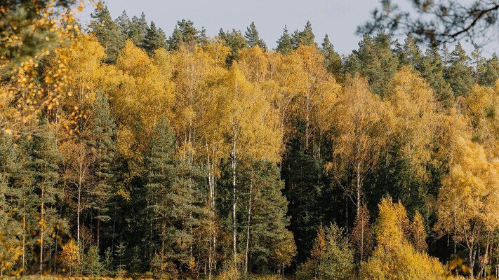 До +19 °С. Синоптики прогнозируют аномально теплое начало ноября в Украине 