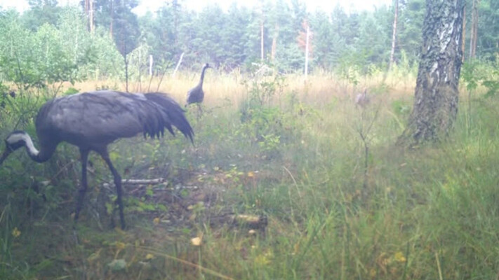 В Чернобыльском заповеднике фиксируют гнездование серых журавлей: что говорят экологи