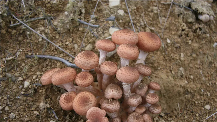 Последний шанс поздней осени: какие грибы еще можно найти в ноябре