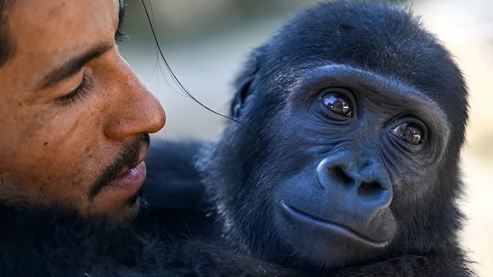 Тайна гориллы Зейтина: генетические тесты дали шокирующие результаты