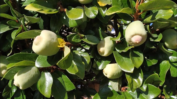 В одесском Ботсаду зацвел 150-летний фикус: в чем уникальность явления